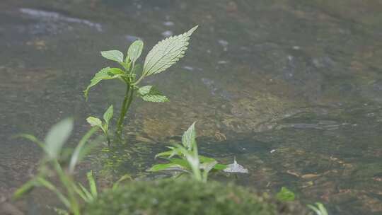 溪畔轻舞：小草与流水的浪漫交响