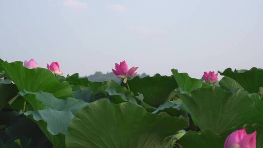 夏日阳光下的南京玄武湖荷花