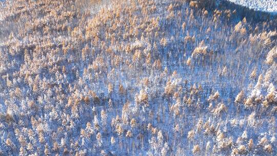 秋日雪后山林秋雪雾凇银装素裹