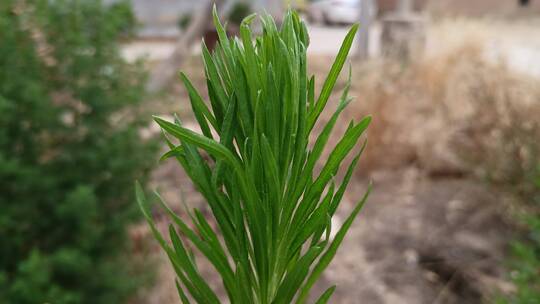 路边绿植实拍