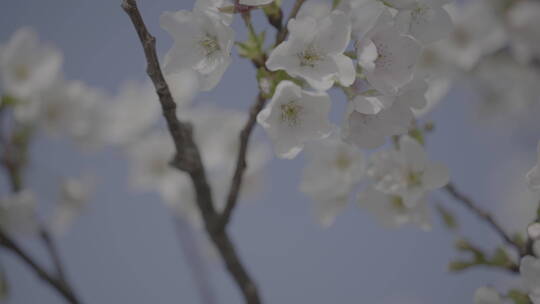 樱花花开春天