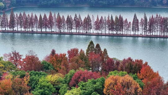 长沙秋日水杉城市公园休闲打卡拍照