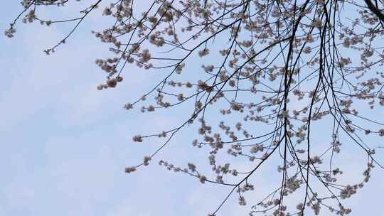 春天阳光下的樱花花朵