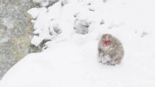 雪地上作者的猕猴