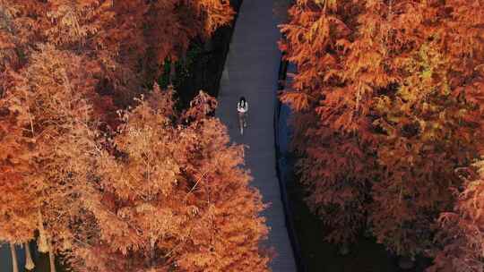 中国广东省广州市黄埔区知识城凤凰湖水杉