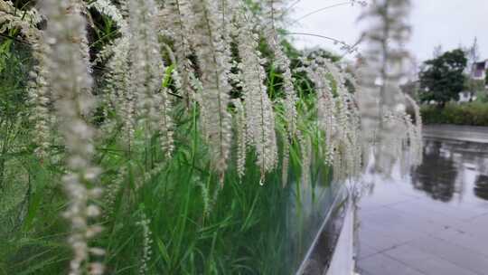 春雨下雨雨天植物唯美