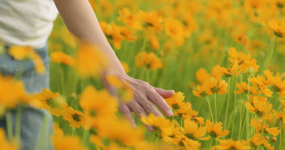 夏日阳光穿透花草手拂花朵