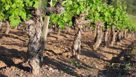 葡萄酒种植区