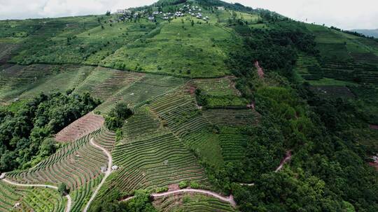 4k航拍云南普洱名茶茶园茶山 2视频素材模板下载