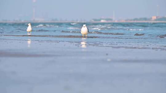 海边沙滩上栖息觅食的海鸥视频素材模板下载