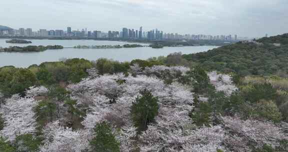 无锡鼋头渚樱花盛开满目樱花