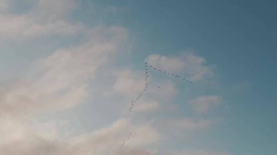 在空中飞翔的鸟群