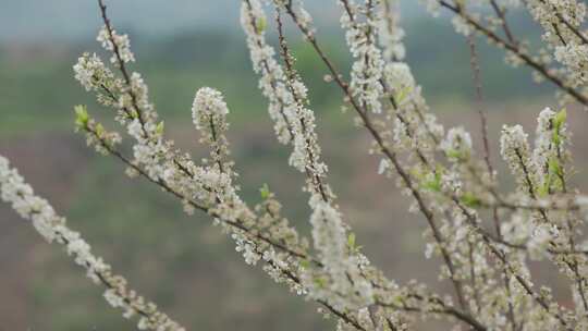 春天李花，竹林烟雨，乡村老屋