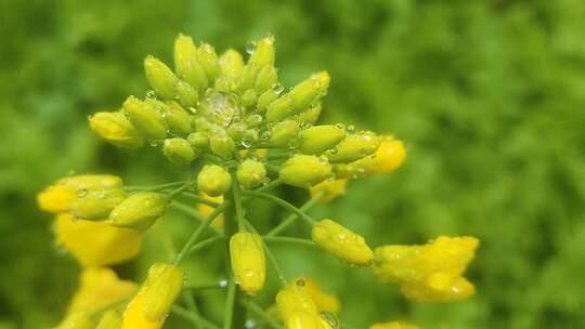 菜花小黄花寒风中水珠摇晃摇曳微距水珠