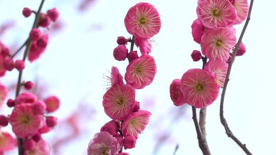 春季红色梅花景观视频素材模板下载