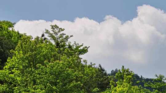 蓝天白云下的原始森林/4K航拍