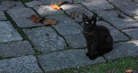 户外庭院阳光斑驳野猫
