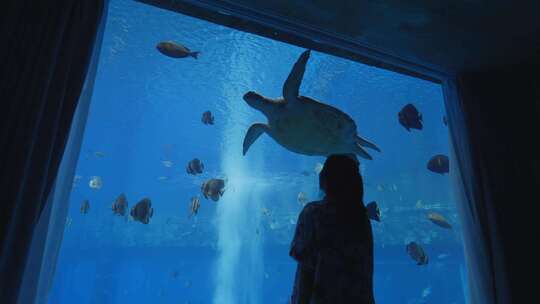 亚特兰蒂斯 观看海底水族馆