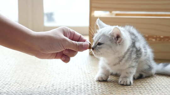 亚洲女人在家用手喂美国短毛猫