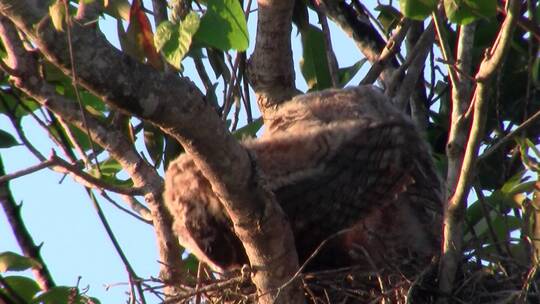 大角猫头鹰在树上梳理羽毛