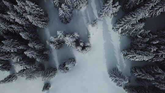 冬季白雪皑皑松树林