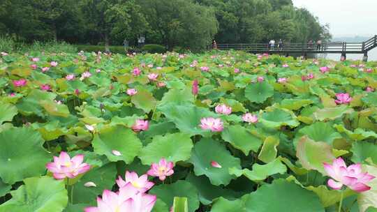 多角度，低角度航拍荷花池内荷花