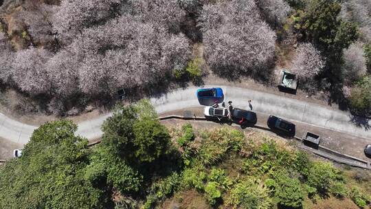 中国广东省广州市从化区广州流溪红岭街梅花