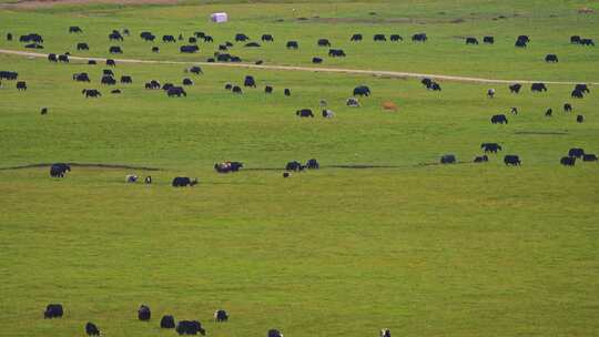 祁连山草原上的牦牛群