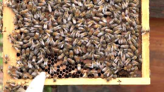4K原生态蜜蜂蜂础吐蜜实拍视频