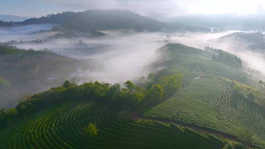 航拍茶山云海