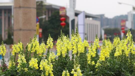 开满鲜花的城市道路