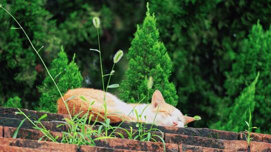 墙上的猫咪C0505视频素材模板下载