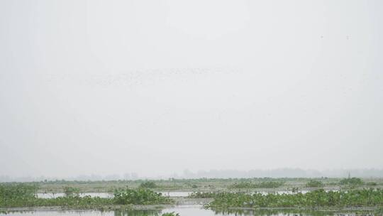 湖区拆围后生态恢复好大批水鸟栖息