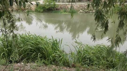 河边 绿色 风景 垂柳 水草