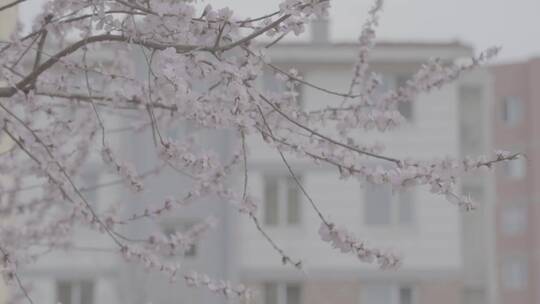 春天楼下的桃花LOG视频素材模板下载