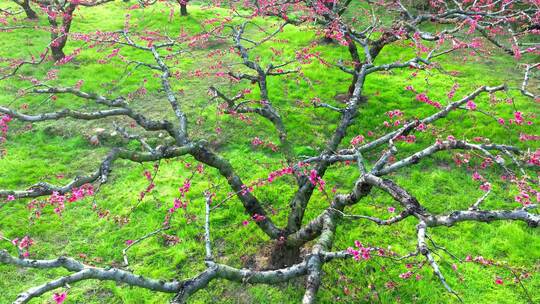 桃花树桃花林桃花山