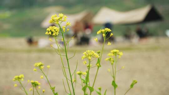 油菜花空镜 背景露营