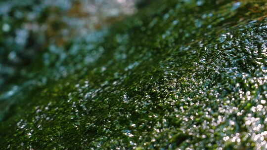 苔藓流水溪流清水水流河水水滴小溪清澈绿色