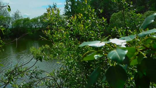 河流附近的植物视频