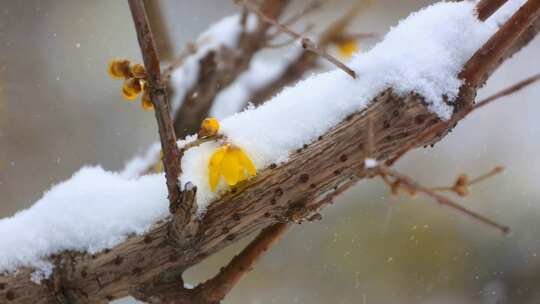 隆冬季节大雪纷飞中的腊梅