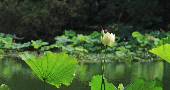 西湖荷花