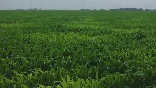 航拍玉米种植基地玉米苗随风摇摆绿色田野