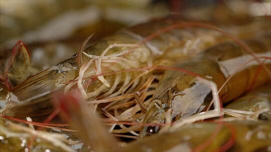 鲜虾活虾海鲜大虾 海虾对虾大虾制作