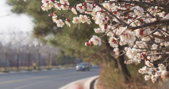 春天盛开梅花蜜蜂采蜜