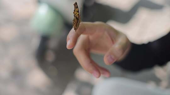 蝴蝶停在女子手上 动物行为和自然概念