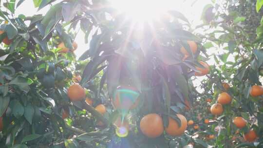 太阳光照射下耀水果冻橙子大片丰收种植园林
