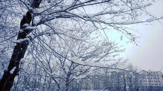 朝鲜族民族乡雪景