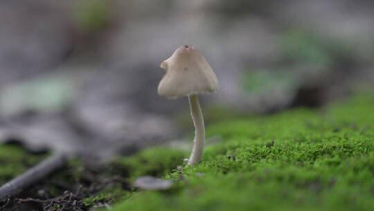 地上小蘑菇