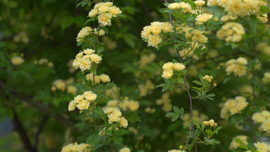 木香花黄色花海飘香