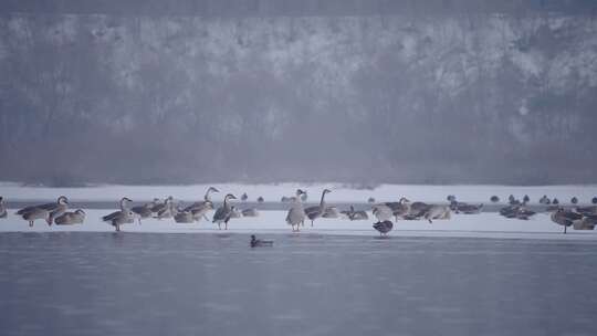 冬季湖面上野生的大雁和野鸭子在飞翔觅食
